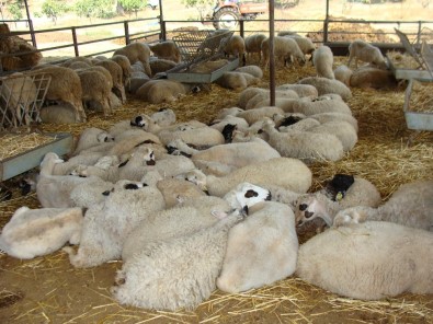 Aydın'da Kurbanlıklara 'Stres' Tedbiri