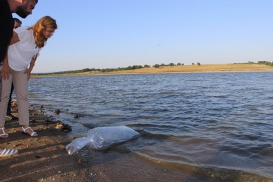 Göletlere 33 Bin Yavru Sazanlar Bırakıldı