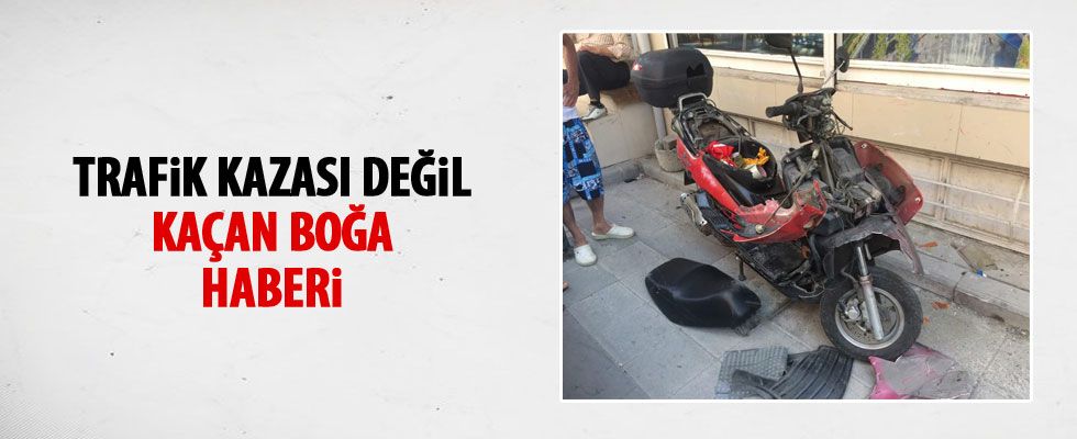 İstanbul'da kaçan boğa dehşet saçtı