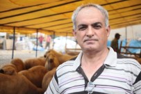 TÜRKMENBAŞı - Kurbanlıklarda Karaborsa Korkusu