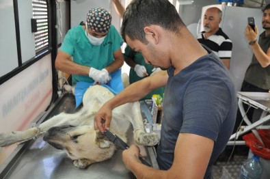 Yüksekova'da Başıboş Sokak Köpekleri Kısırlaştırılıyor