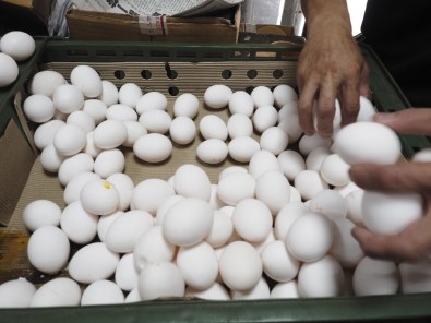 Yumurta Krizi Tayvan'a Sıçradı