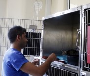 YAVRU KEDİ - Derisi Yüzülen Kediyi 'Dost' Kurtardı