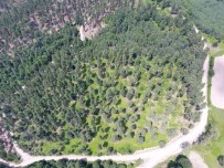 VEYSEL EROĞLU - Kastamonu Ve Sinop Ormanları Gençleşiyor