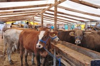 KURBAN KESİMİ - Kepez Zabıtasından Bayram Denetimi