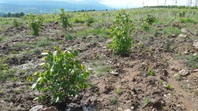 Kütahya'da '5 Bin Köye 5 Bin Gelir Getirici Orman' Projesi