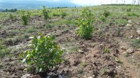 VEYSEL EROĞLU - Kütahya'da '5 Bin Köye 5 Bin Gelir Getirici Orman' Projesi