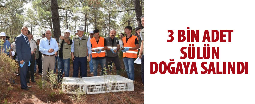 Sinop'ta 3 bin adet sülün doğaya salındı