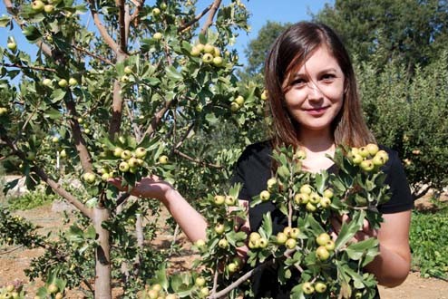 Kıraç arazilerde alternatif ürün oldu