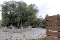 ZEYTİN AĞACI - En Fazla Sofralık Zeytin Ağacı Manisa'da