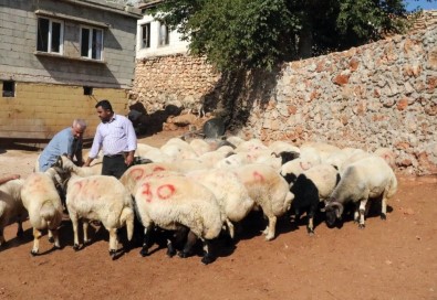 Gaziantep'te Kurbanlıklar Tükeniyor