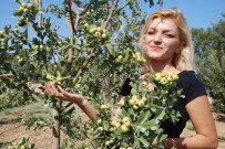 DURHASAN - Kıraç arazilerde alternatif ürün oldu