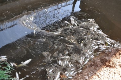 Karacabey'de Korkutan Balık Ölümleri