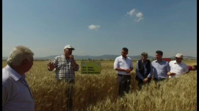 Müdür Ender Muhammed Gümüş Açıklaması 1 Dekardan 800 Kilogram Buğday Hasat Edildi