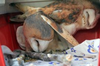 BELGRAD ORMANı - Tedavisi Tamamlanan 4 Yabani Hayvan Doğaya Salındı