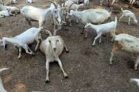 OSMAN TORUN - Üniversiteden 'Akademik' Kurbanlık Keçi