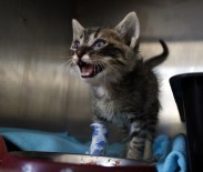 YAVRU KEDİ - Derisi Yüzülen Yavru Kedi Öldü