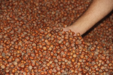 Fındık Üreticileri KDK'ya Başvurdu