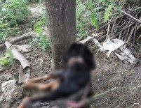 ROTTWEİLER - İşten Eve Gelince Köpeğini Bu Halde Buldu