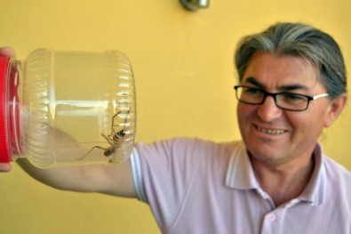 Konya'da Etobur Örümcek 'Sarıkız' Tedirginliği