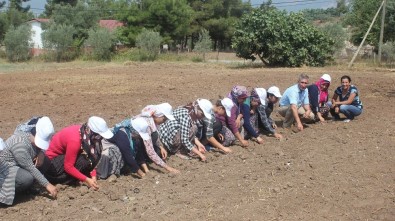 Osmaniye'de Kadınlar Safran Yetiştiriyor