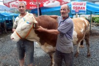 KURBAN FİYATLARI - Rize'de Bir Tonluk 'Cengaver' Görücüye Çıkar Çıkmaz Satıldı
