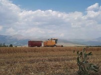 Şaphane'de Rekor Hububat Hasatı