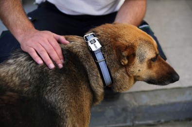 Sokak Köpeklerine 'Reflektörlü Tasma' Takıldı