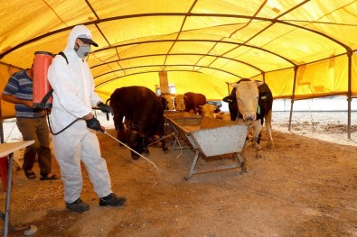 Talas'ta Kurban Pazar Yerleri İlaçlandı