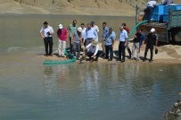 Alkumru Baraj Göletine Yavru Sazan Balıkları Bırakıldı