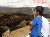 Besiciler En Büyük Çiftçi Örgütü TZOB'u Tanımıyor