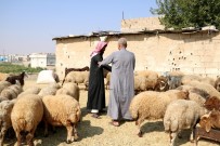 Cerablus'ta Kurban Satışları Başladı