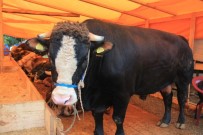 KURBANLIK HAYVAN - Giresun'da Kurban Pazarında Satıcılar İstedikleri Satışı Yapamamaktan Şikayetçi