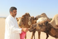 Kurbanlık Develer Alıcılarını Bekliyor