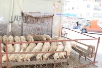 Kurbanlıklara Eziyetli Satış