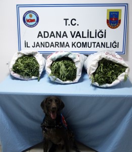 Adana'da Uyuşturucu İle Yakalanan 4 Kişi Tutuklandı