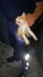 YAVRU KEDİ - Depoda 3 Gündür Mahsur Kalan Yavru Kediyi İtfaiye Kurtardı