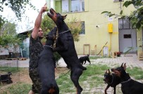 KEÇİ SÜTÜ - Doktorun 'Doberman' Hobisi