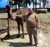 KADIR ÖZDEMIR - Otomobil Fiyatına Kurbanlık Deve