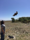 YIRTICI KUŞ - Tedavileri Tamamlanan Yırtıcı Kuşlar Özgürlüğe Kanat Çırptı