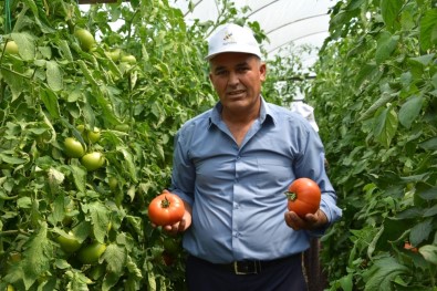 Yayla Domatesi Katar Sofrasında