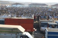 ADEM ÜNAL - Ağrı'dan Batı İllerine 170 Bin Kurbanlık Gönderildi