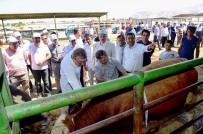 KURBANLIK HAYVAN - Belediye Başkanı Çakır Hayvan Pazarında İnceleme Yaptı