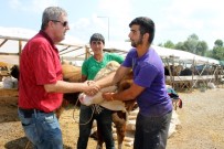 Bin 300 Kiloluk Toma Araba Fiyatına Satıldı