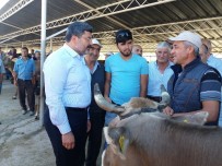 KURBANLIK HAYVAN - Bu Da 'Organik' Kurbanlık