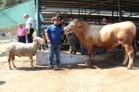 KAYALı - Koç Alana Dana Bedava