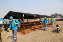 KURBANLIK HAYVAN - Kurbanlık Satış Ve Kesim Merkezleri İlaçlanıyor