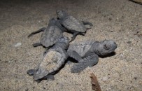 3 Günde 51 Caretta Caretta Yavrusu Denizle Buluştu