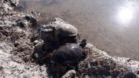 Balıkçı Ağlarına Av Olan Su Kaplumbağaları Kurtarıldı Haberi