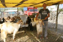 KURBANLIK HAYVAN - Devrek'te Kurbanlıklar Alıcı Bekliyor